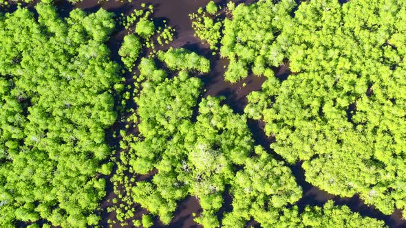 Green Mangroves