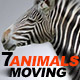 Moving Animals Pack - VideoHive Item for Sale