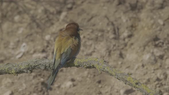 European Beeeater or Merops Apiaster