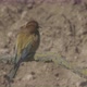 European Beeeater or Merops Apiaster - VideoHive Item for Sale