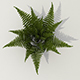 Bush fern - 3DOcean Item for Sale