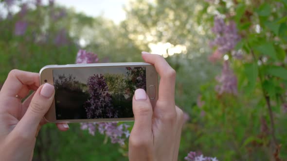 Female takes photos of blooming Apple trees, using smartphone in beautiful