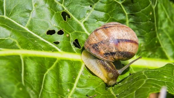 Snail Moving On Green Foliage