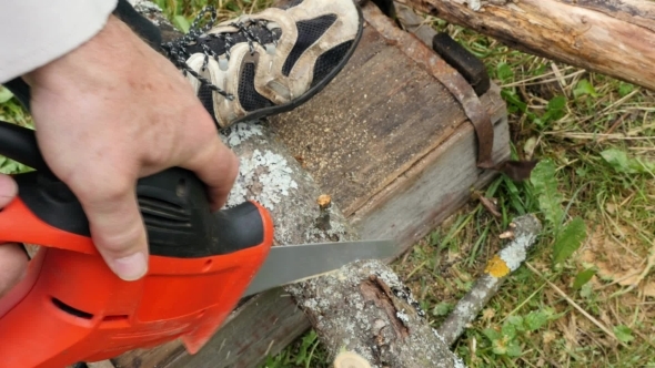 Man Pruning Branch With A Small Saw