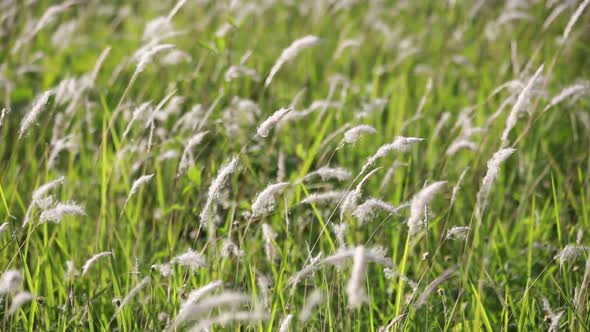 Blown Flower Grass In The Field 2