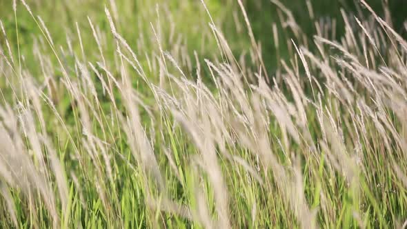 Blown Flower Grass In The Field 4