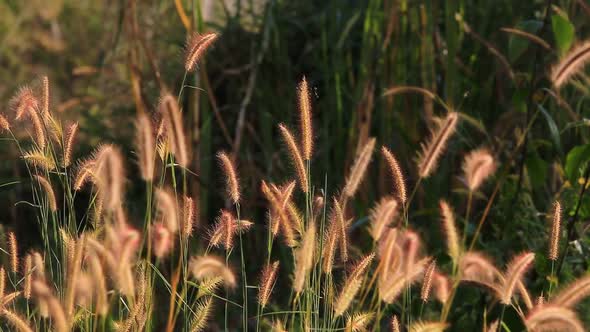 Blown Flower Grass In The Field 9