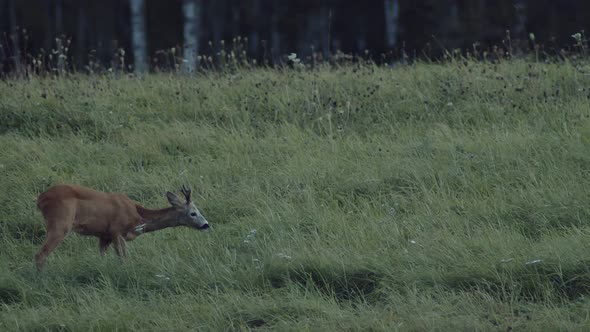 Young deer eats grass. Static shot