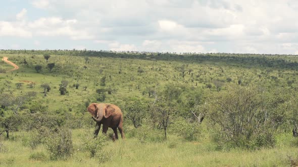 A Huge Elephant Eating Fresh Grass In The Wilderness On A Sunny Day At Kenya Wildlife - Wide Shot