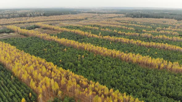 Flying on a Drone Over Forest Plantations of Yellow Birch and Green Spruce. Beautiful Autumn Forest