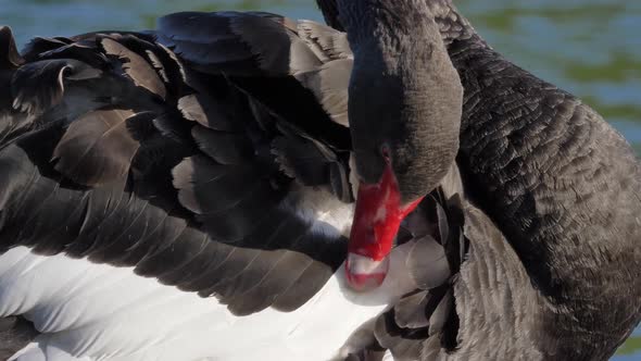 Black Swan Preening Its Feather, Extreme Close Up