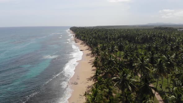 Stunning Aerial View on the Nature of Dominican Republic Beaches Palm Trees