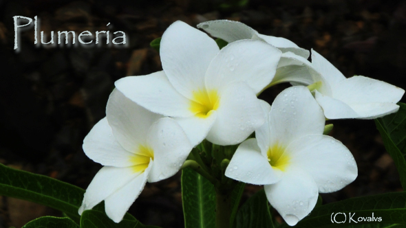 White Plumeria Flowers