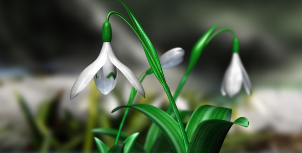 Snowdrops 3D Animated with Alpha (60 FPS)