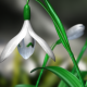 Snowdrops 3D Animated with Alpha (60 FPS) - VideoHive Item for Sale