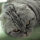 Tired Cat - VideoHive Item for Sale