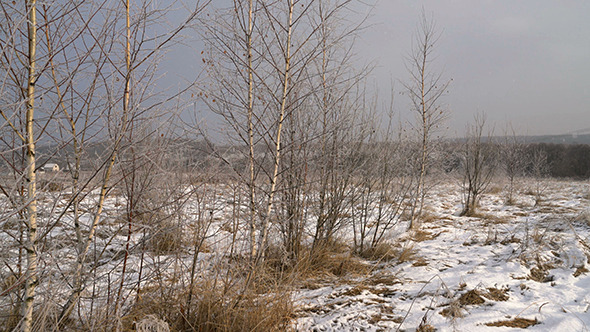 Snowfall at Winter Snowy Field