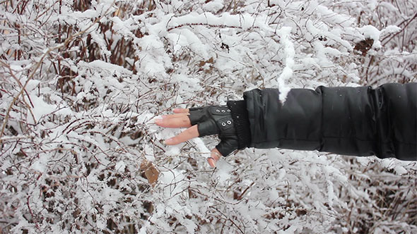 Touching Snowy Bushes