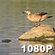 Crested Duck Poops and Swims Away - VideoHive Item for Sale