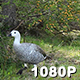 Upland Goose Strolling - VideoHive Item for Sale