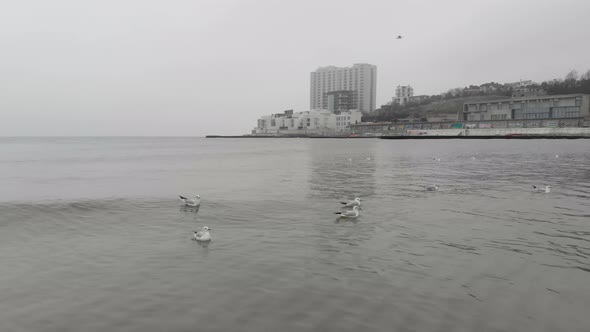 Seagulls on the sea