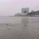Seagulls on the sea - VideoHive Item for Sale