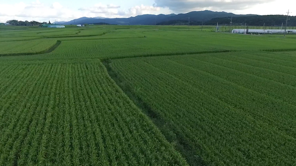 Low aerial shot of paddy field