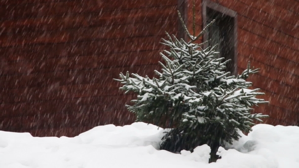 The Snow Is Falling And Christmas Tree.
