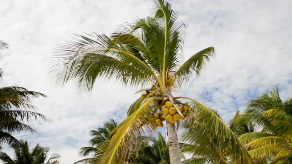 Palm Tree Over Blue Sky With White Clouds 1