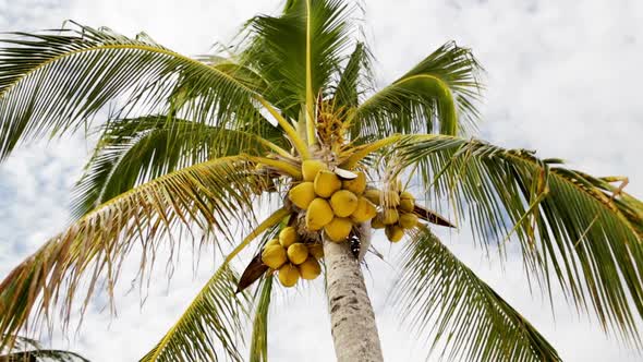 Palm Tree Over Blue Sky With White Clouds 2