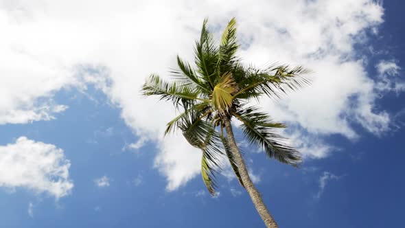 Palm Tree Over Blue Sky With White Clouds 3