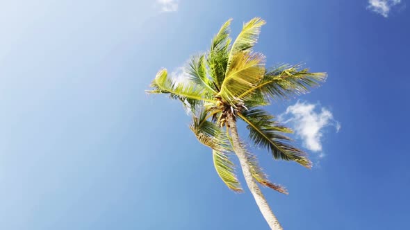 Palm Tree Over Blue Sky With White Clouds 4