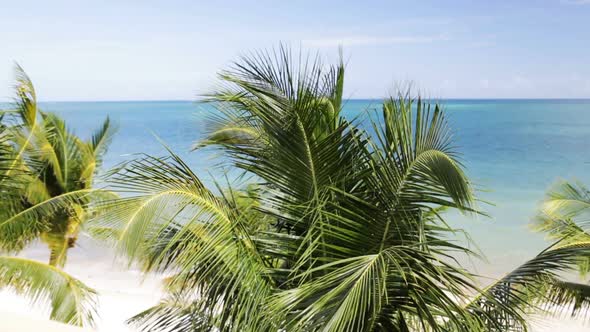 Tropical Beach With Palm Trees 1