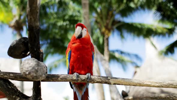 Close Up Of Red Parrot Sitting On Perch 1