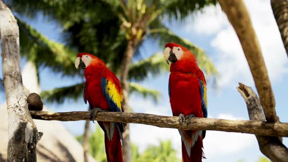 Close Up Of Two Red Parrots Sitting On Perch 1