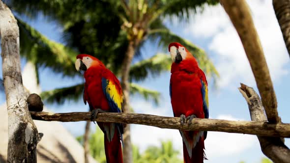 Close Up Of Two Red Parrots Sitting On Perch 2