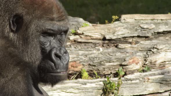 Gorilla in a Natural Park