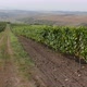 Transylvania Vineyard 4 - VideoHive Item for Sale
