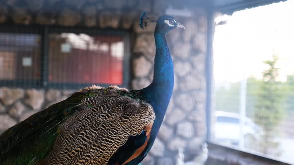 a Blue Peacock Male Sits on the Ground