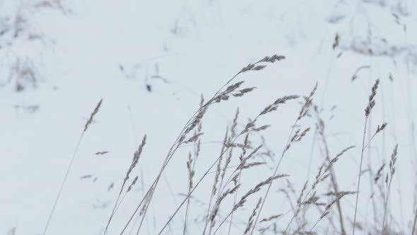 Dry Grass Under Snow