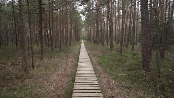 Walking Through Varnikai Cognitive Walking Way on a Cloudy and Gloomy Day in Trakai