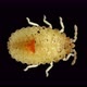 Larva or Nymph Lace Bug with a Microscope Family Tingidae Order Hemiptera - VideoHive Item for Sale
