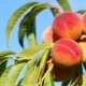 Branch With Fresh Ripe Peaches And - VideoHive Item for Sale
