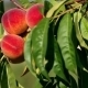Branch With Fresh Ripe Peaches And - VideoHive Item for Sale