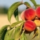 Branch With Fresh Ripe Peaches  - VideoHive Item for Sale