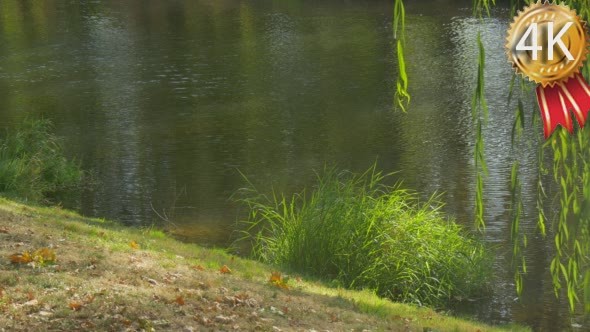 Small Shallow River Water Flows Rippling Water