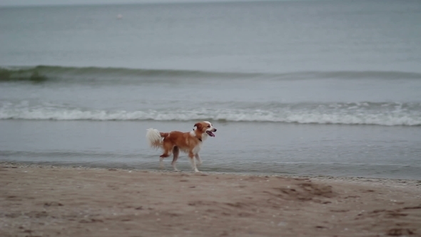 Lost Dog Running At Beach