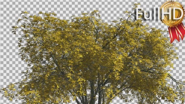 American Elm Crown Isolated Tree Crown Yellow alt