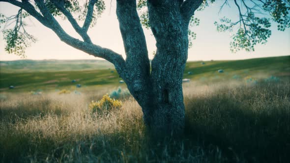 Big Tree on the African Savanna in Serengeti National Park of Tanzania