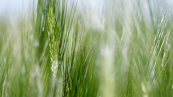 Wheat Swaying In The Wind